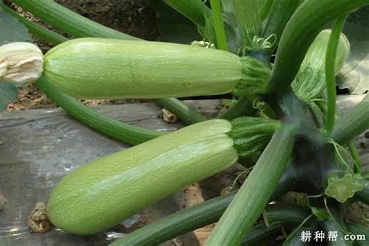 西葫芦怎么种植？好的增产叶面肥用什么