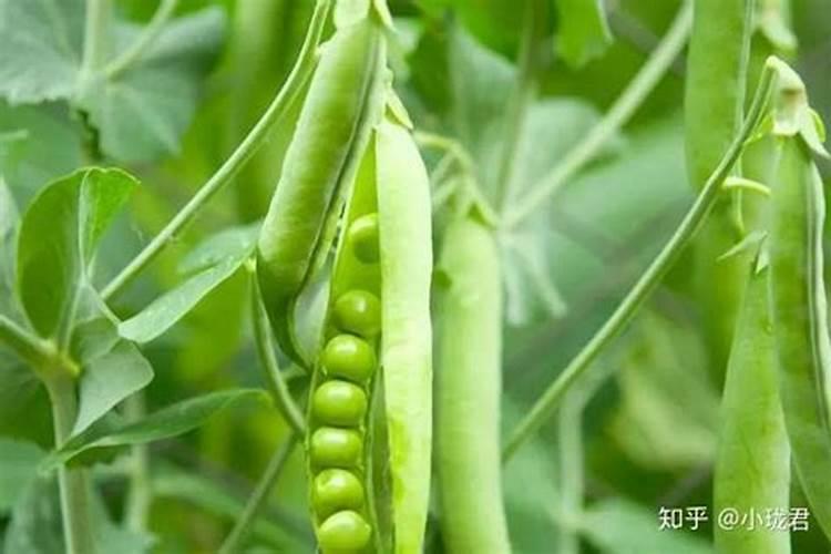 荷兰豆掉花是什么原因？