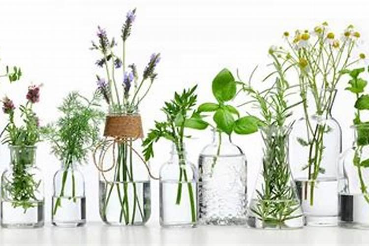 水培植物放什么长得好,可以放复合肥吗