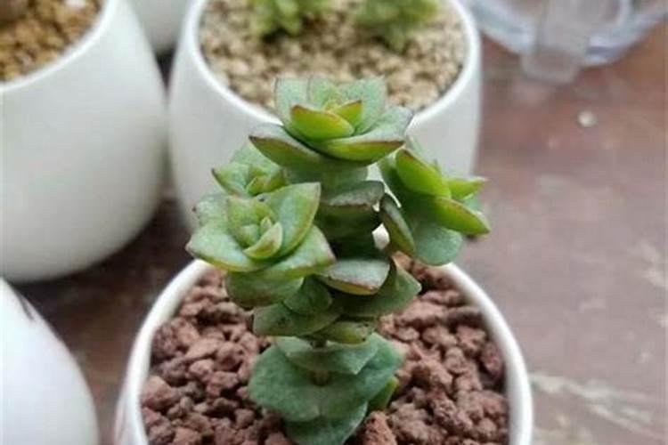 帕比玫瑰多肉的养法