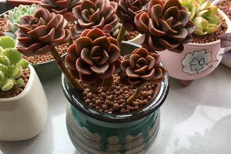 怎么养巧克力方砖