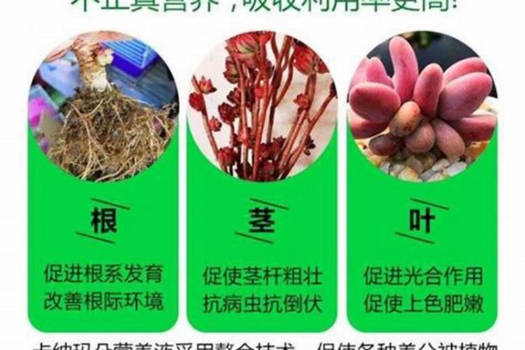 给多肉施肥用什么肥料