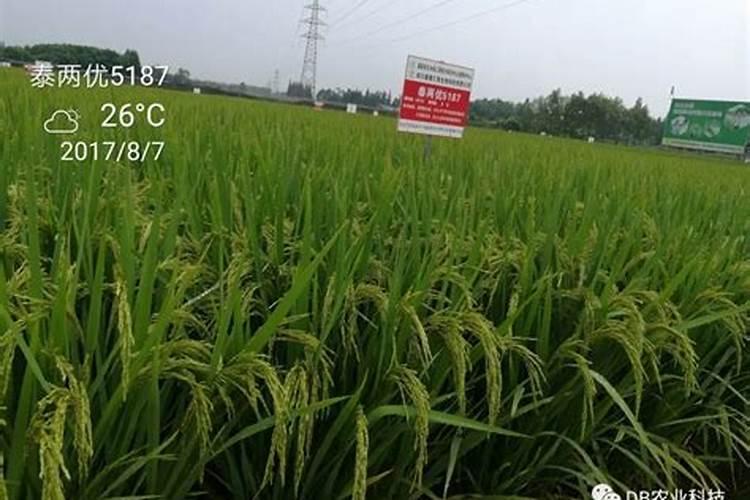 叶面肥十大名牌排名