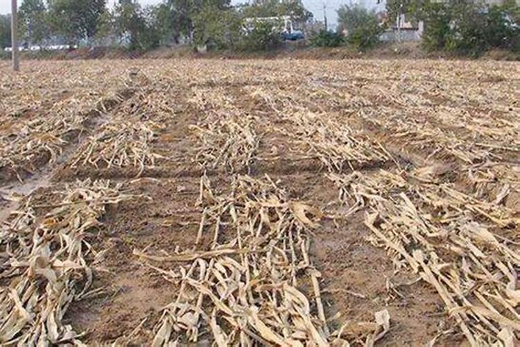 甘蔗二年头下多少钱肥料