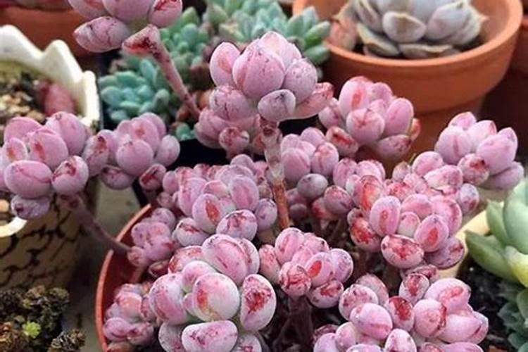 多肉肥料哪种好