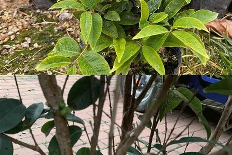 嘉宝果的幼树怎样进行施肥上的管理呢？