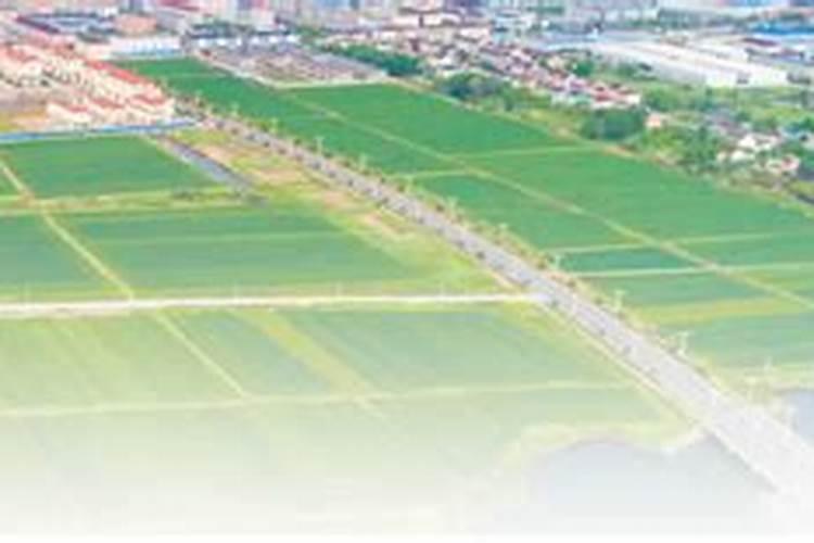 蜂糖李子苗从什么时候上肥是最好的呢？