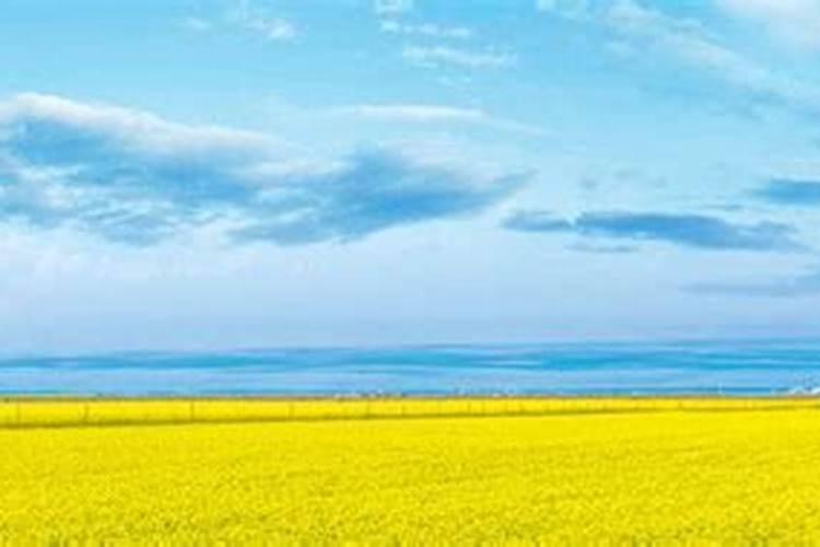 油菜播种时要敬硼肥吗