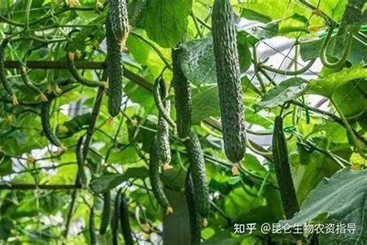 黄瓜追肥用什么肥料好