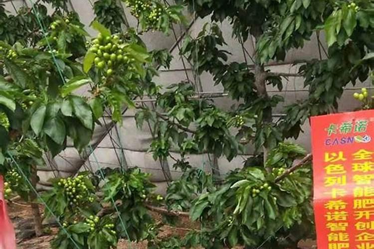 樱桃成熟期落果怎么办