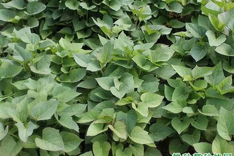 为什么向日葵要浇好现蕾、开花、灌浆期的3次水？