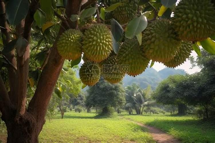 栗子树叶子打卷枯萎怎么回事？