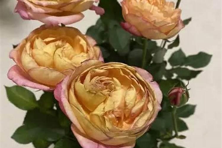 哪种叶面肥能让叶子又肥又大