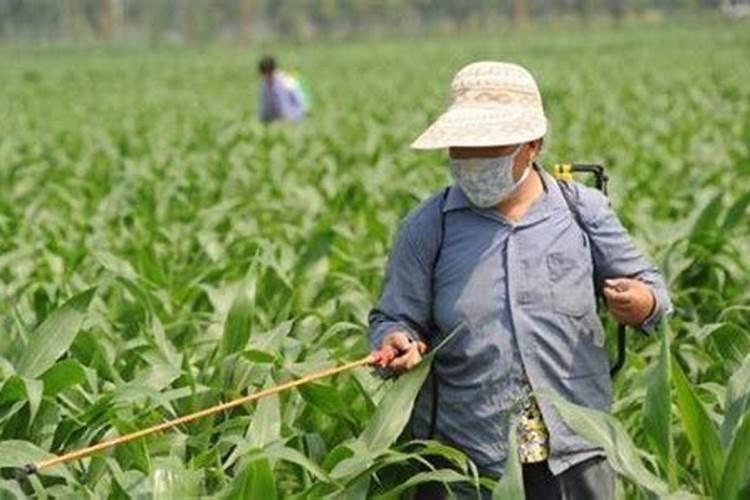 老师请问甜玉米封地除草剂用什么