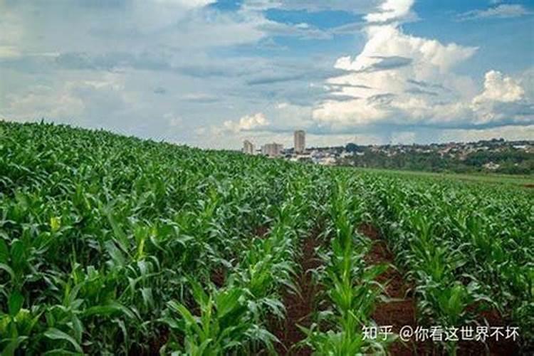 莲蓬施肥用氯化钾还是硫酸钾？