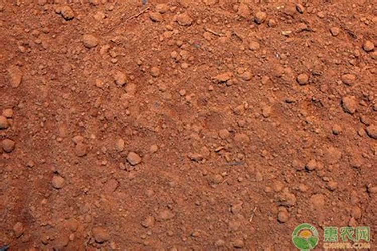 酸性土壤适合种什么果树