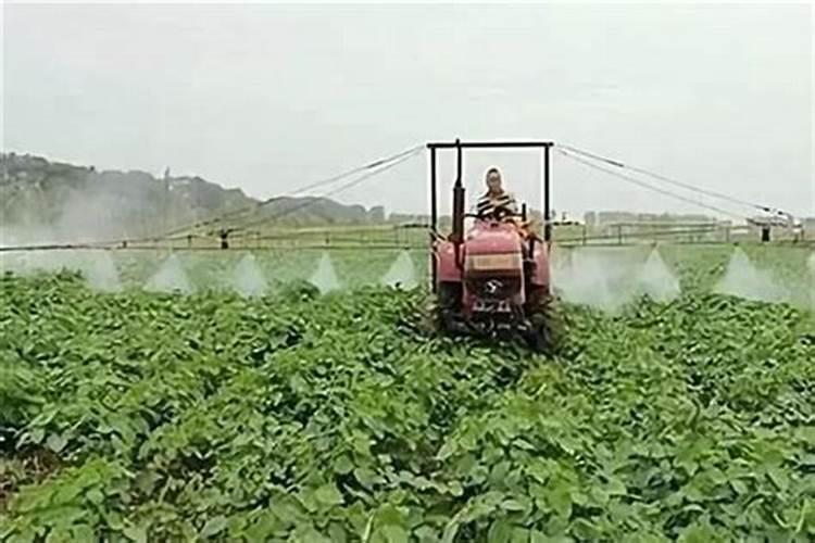 黄豆最后一遍叶面肥什么时候打？