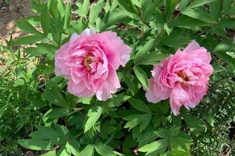 牡丹花怎么施肥