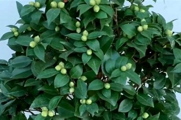 茶花打花苞时怎样施肥
