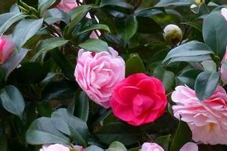 茶花花苞期怎么施肥