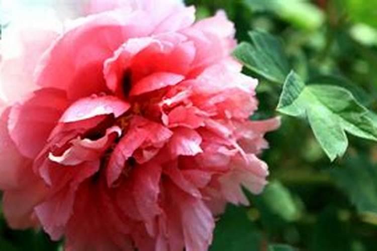 牡丹开花前怎么施肥