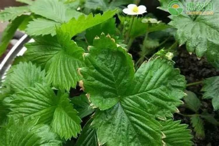 玉米底肥每亩用多少