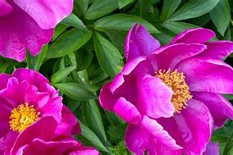 请问腊梅树现在可以压枝嘛？急求!!!谢谢!!!