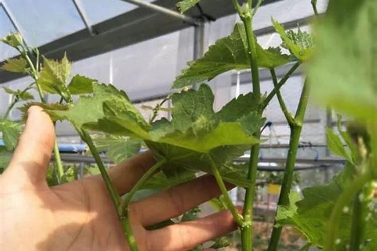 如何让花瓶里的花骨朵开放