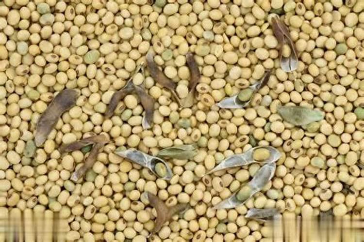黄豆施肥的正确方法