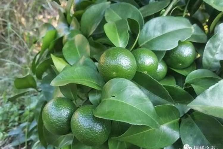 不适合在家里种植的五种树,都是哪些？