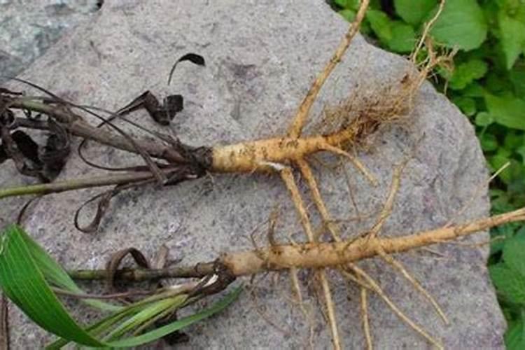 种植柴胡需要上什么肥料？