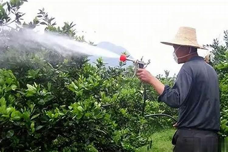 梨树种植促花保果专用肥料哪里买？梨树高产专用叶面肥？