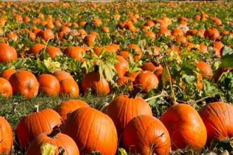 四川有哪些大型肥料公司