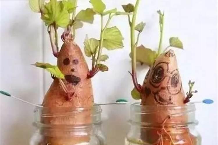 含锌量高的蔬菜有哪些 蔬菜含锌量排行榜一览