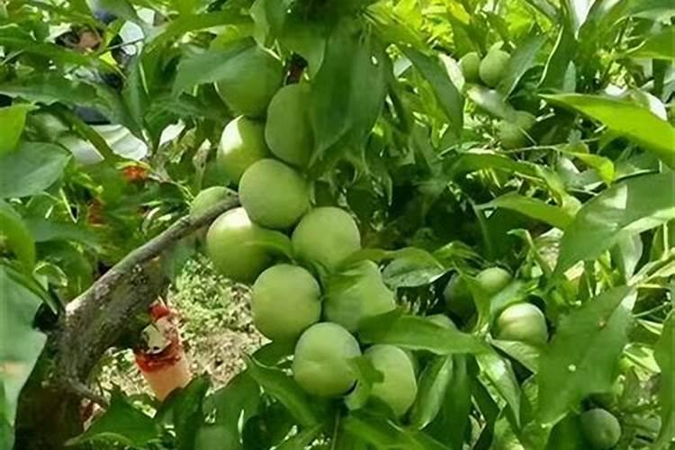 种植李子树提高果实产量的技术有哪些 李子树养护方法