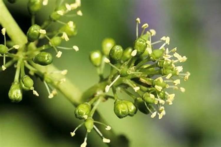 长寿花施什么肥好