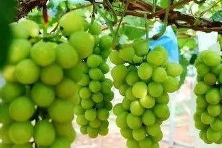阳光玫瑰葡萄怎么种植 阳光玫瑰葡萄种植方法