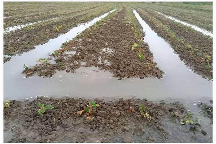 膨果期能打芸苔素吗