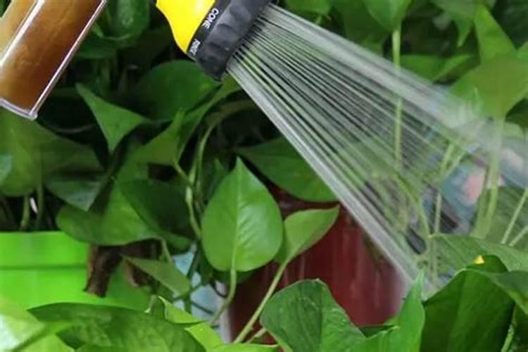 有机肥料化成水可以往花叶上喷吗？