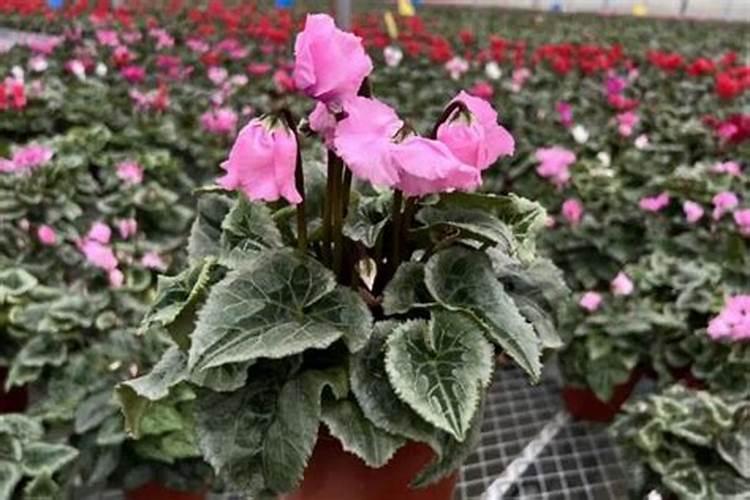 仙客来施什么肥最好仙客来最好施什么肥