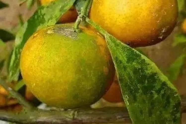 氮肥、磷肥、钾肥的作用是什么？