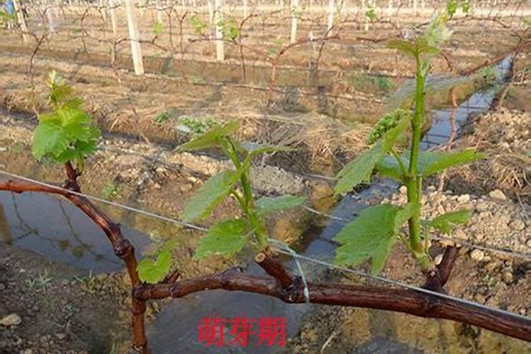 养殖君子兰方法 适量的向土壤中洒水