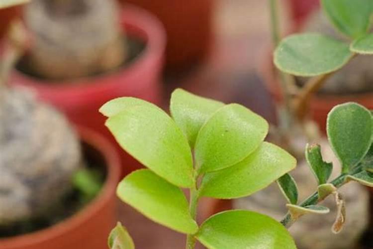 金钱树肥料怎么用