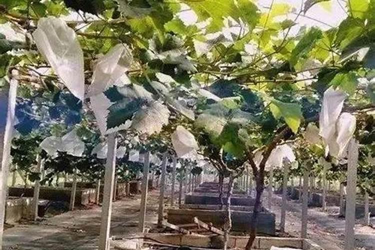 葡萄谢花后施什么肥好