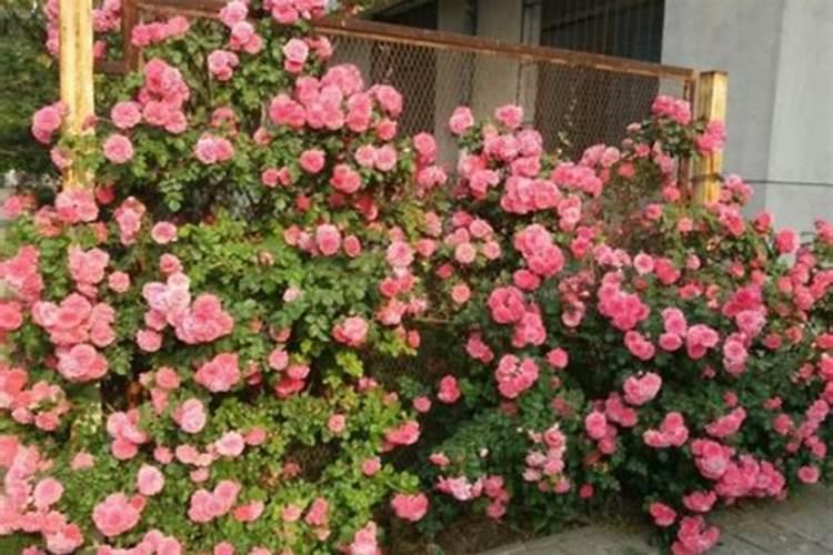 种花盆放土种出来菜苗慢慢地桔萎是什么原因？