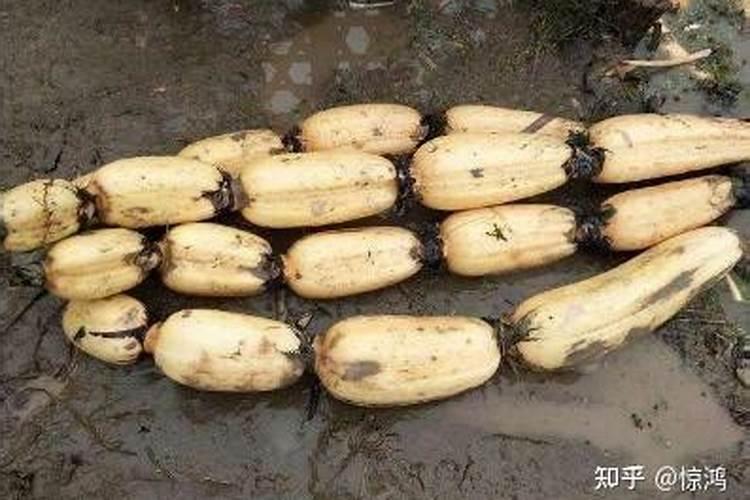 藕用什么化肥不生锈
