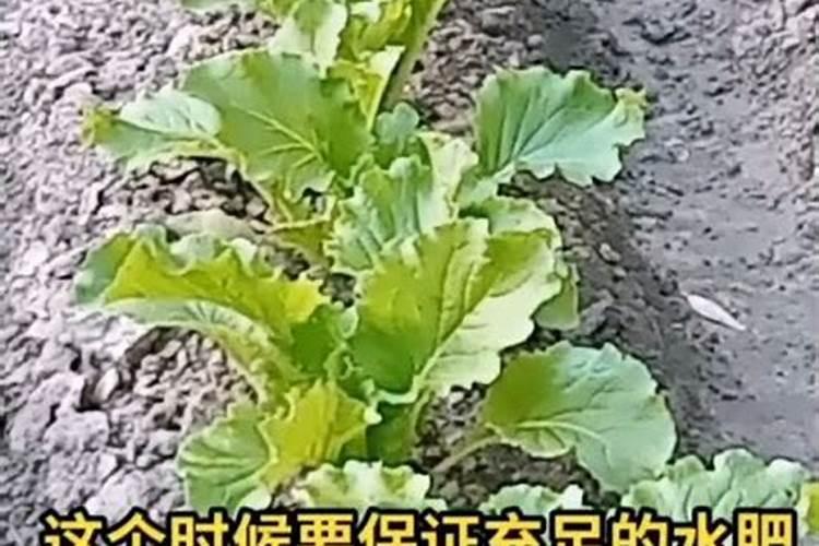 白菜出苗后怎样治虫子,白菜出苗后多久可以施肥