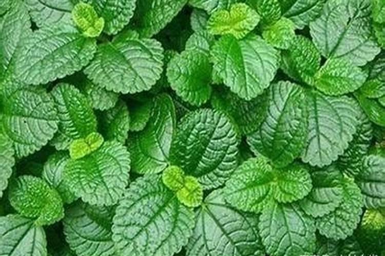 薄荷施什么肥,薄荷施肥时的两大注意