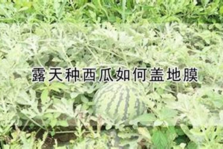 西瓜种植技术与管理方法
