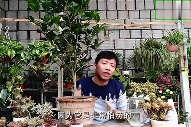 桂花多久服盆